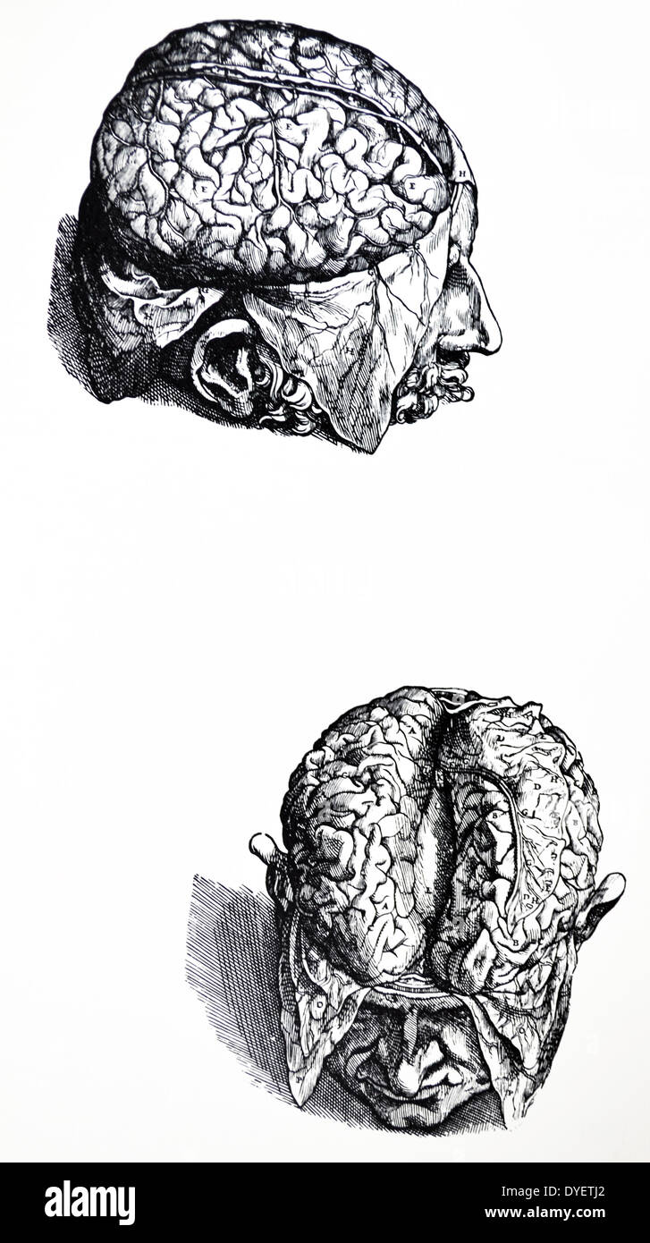Las placas del Libro Séptimo de la De Humani Corporis Fabrica de Andreas Vesalio (1514-1564) Placa 67 - La segunda figura sigue el primero en la secuencia de disección y muestra la tercera del seno de la membrana dural trazada por una incisión larga llevada en la longitud de la cabeza. Foto de stock