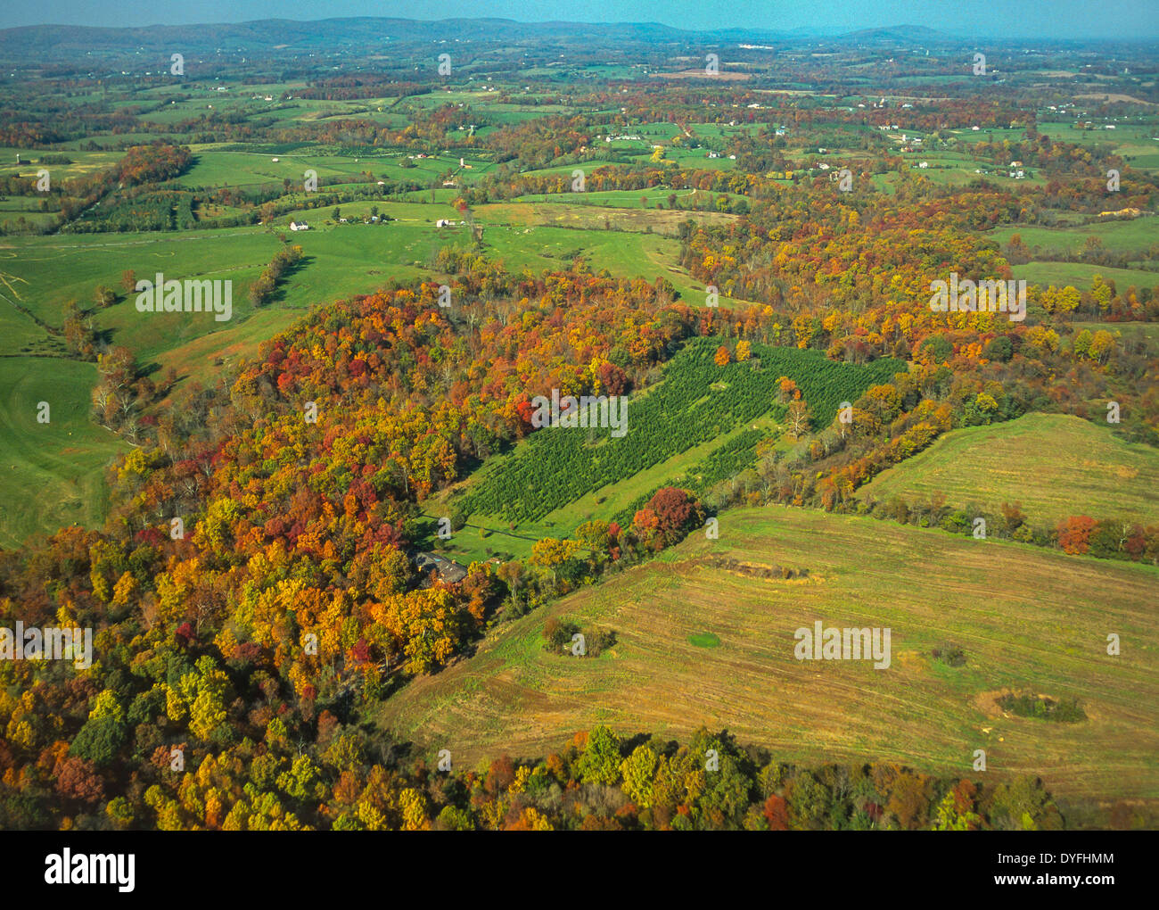 LOUDOUN County, Virginia, EE.UU. - Antena de la fragmentación de los bosques, con el árbol de Navidad en el centro de la granja. Foto de stock