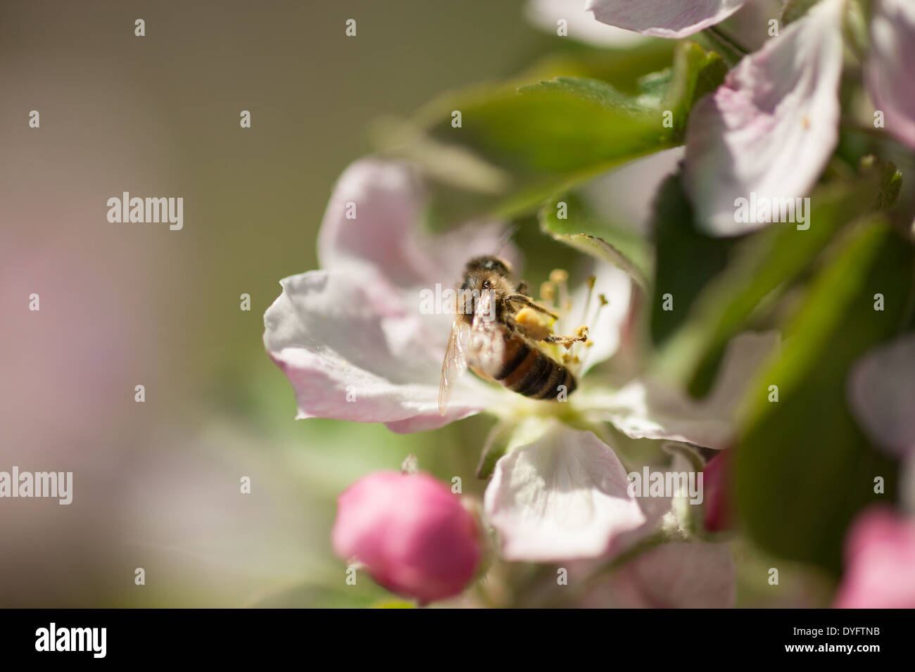 Apple Blossom con Honey Bee Thurmont MD Foto de stock