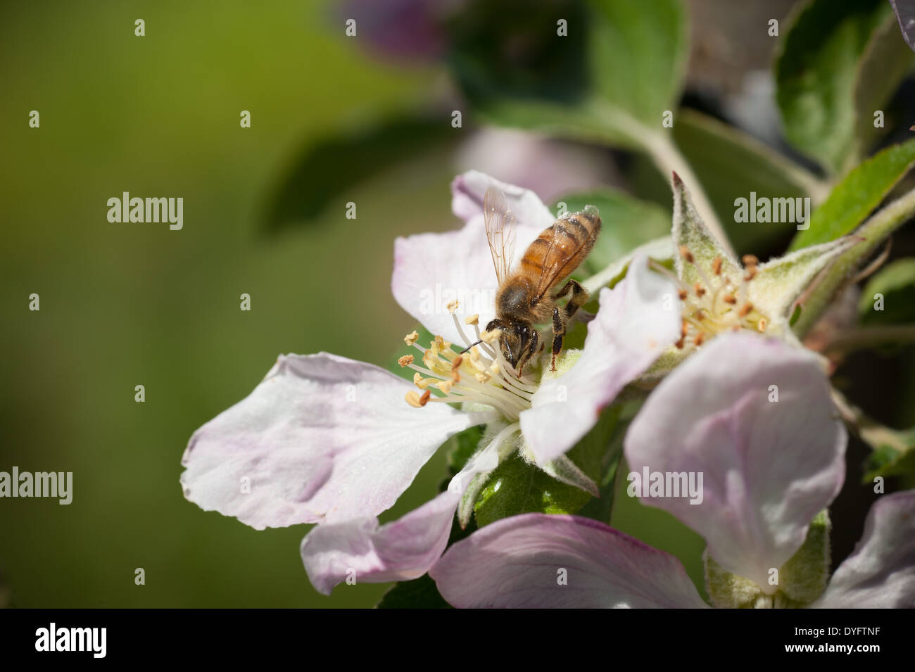Apple Blossom con Honey Bee Thurmont MD Foto de stock