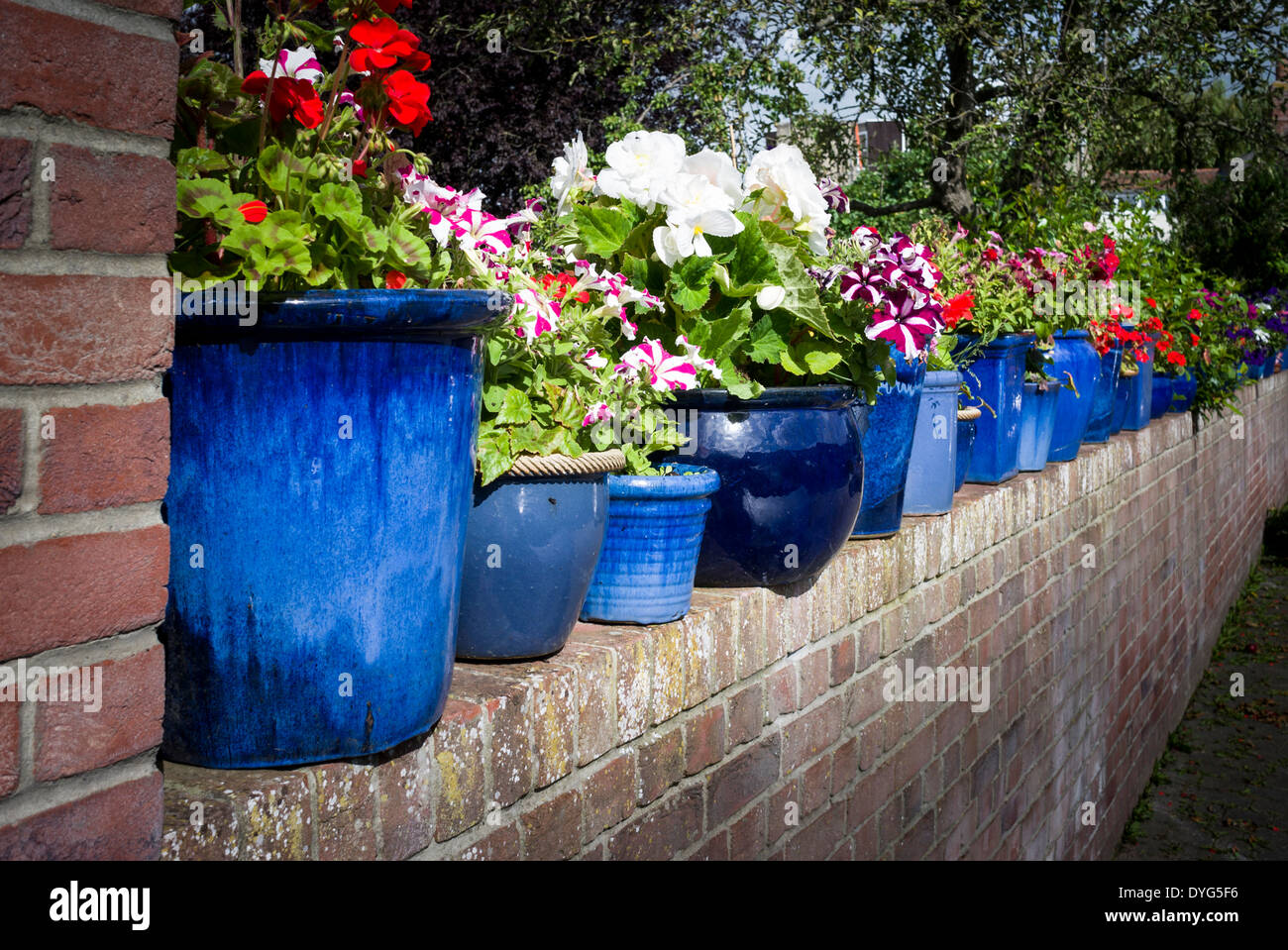 Flores En Macetas Para Plantas Interiores Al Lado De Una Pared Azul Imagen  de archivo - Imagen de travieso, marco: 271701185