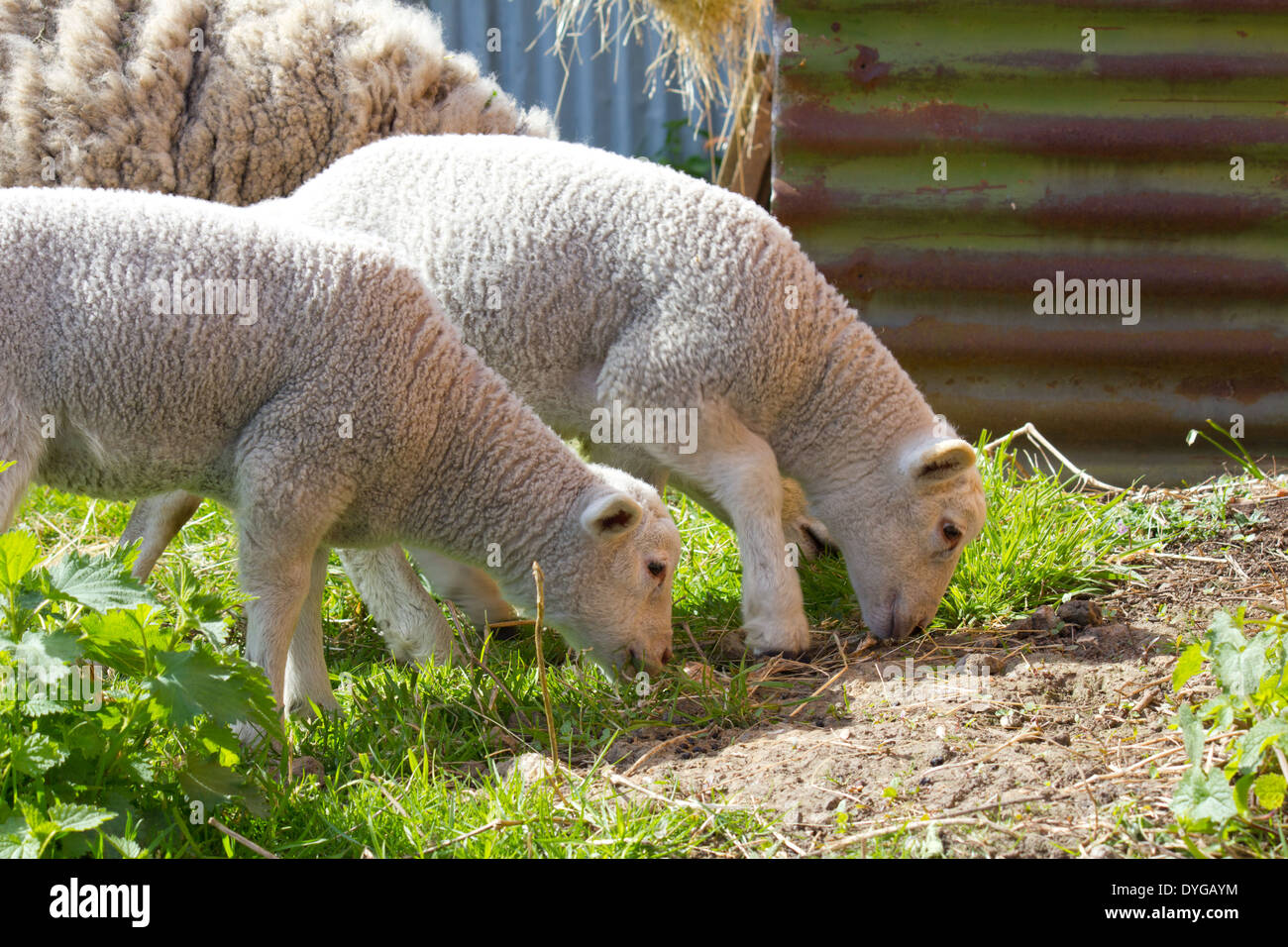Dos corderos de pastoreo en pasto Foto de stock
