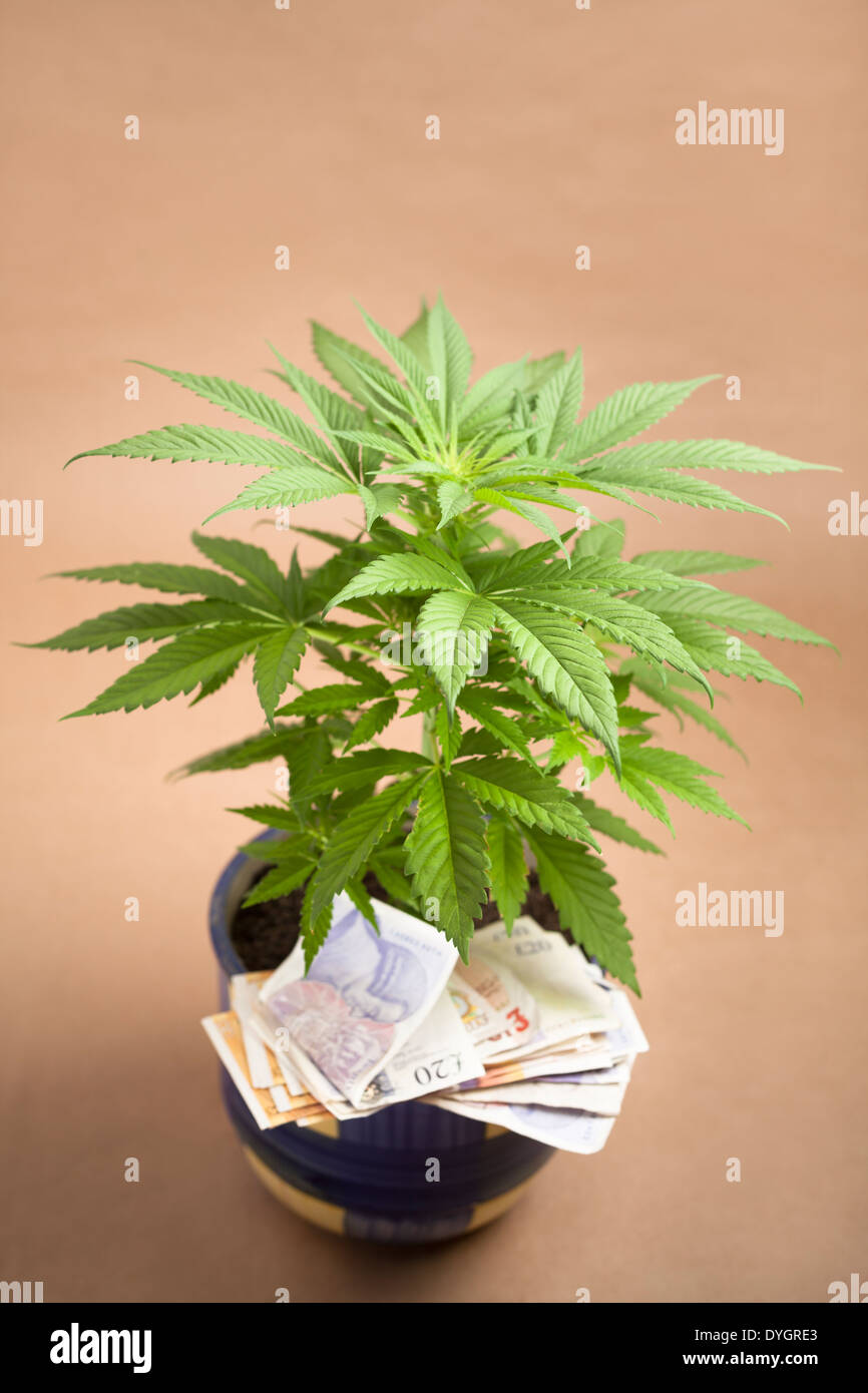Concepto de negocio de cannabis. La planta de la cannabis con billetes en moneda británica. Foto de stock