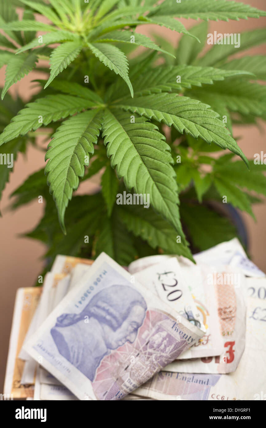 Concepto de negocio de marihuana. La planta de la cannabis con billetes en moneda británica. Foto de stock