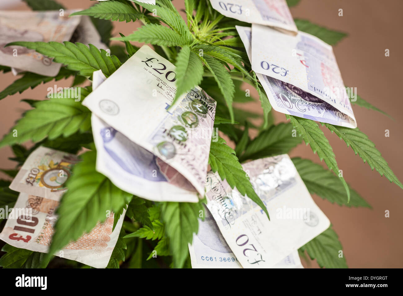 Concepto de negocio de cannabis. La planta de la cannabis con billetes en moneda británica. Foto de stock