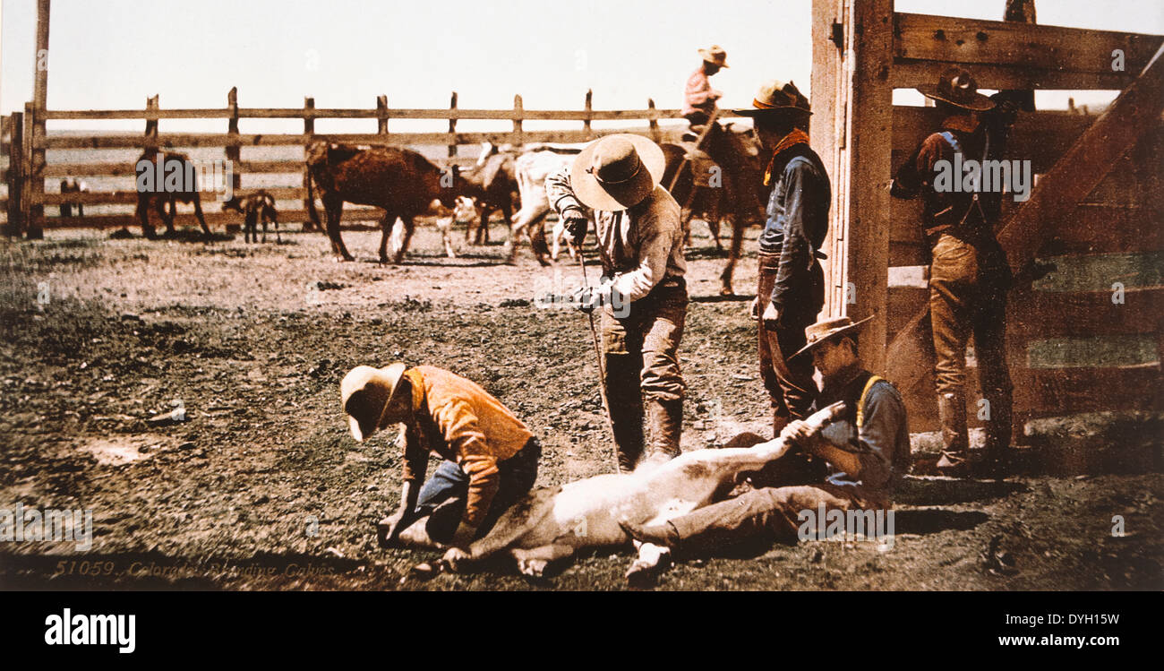 Grupo de vaqueros de marca, terneros, Colorado, EEUU, circa 1900 Foto de stock