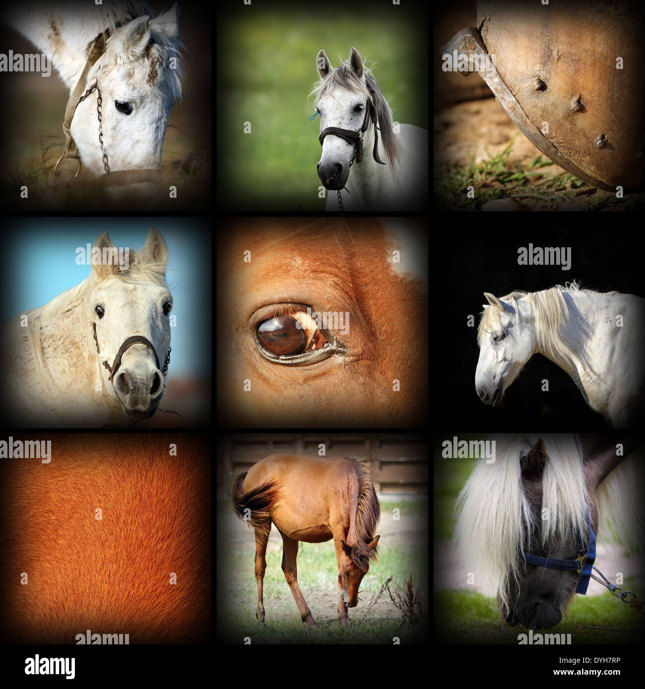 Colección de imágenes de detalles de caballos, collage con fotos juntas, con vignette Foto de stock
