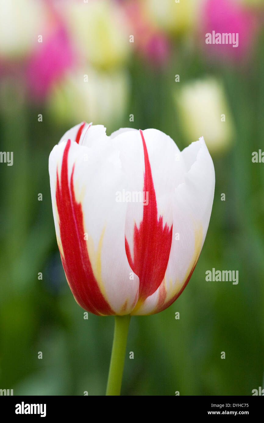 Tulipa 'Generación feliz' en el jardín. Foto de stock