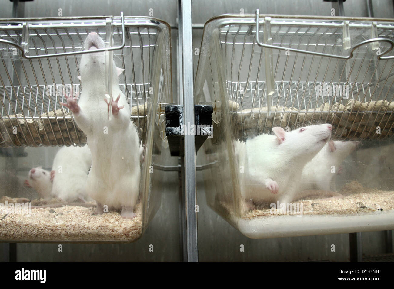 Las ratas de laboratorio blanco en una jaula. Foto de stock