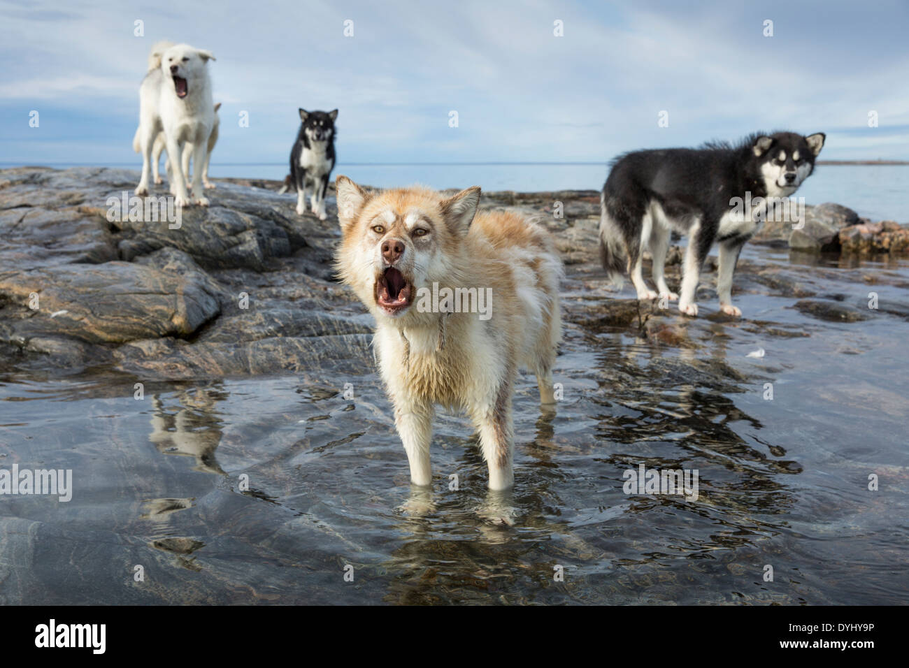 Canadá, Territorio de Nunavut, Bahía Repulse, perros de trineo de pie a lo largo de la orilla de playa en las islas del puerto Foto de stock