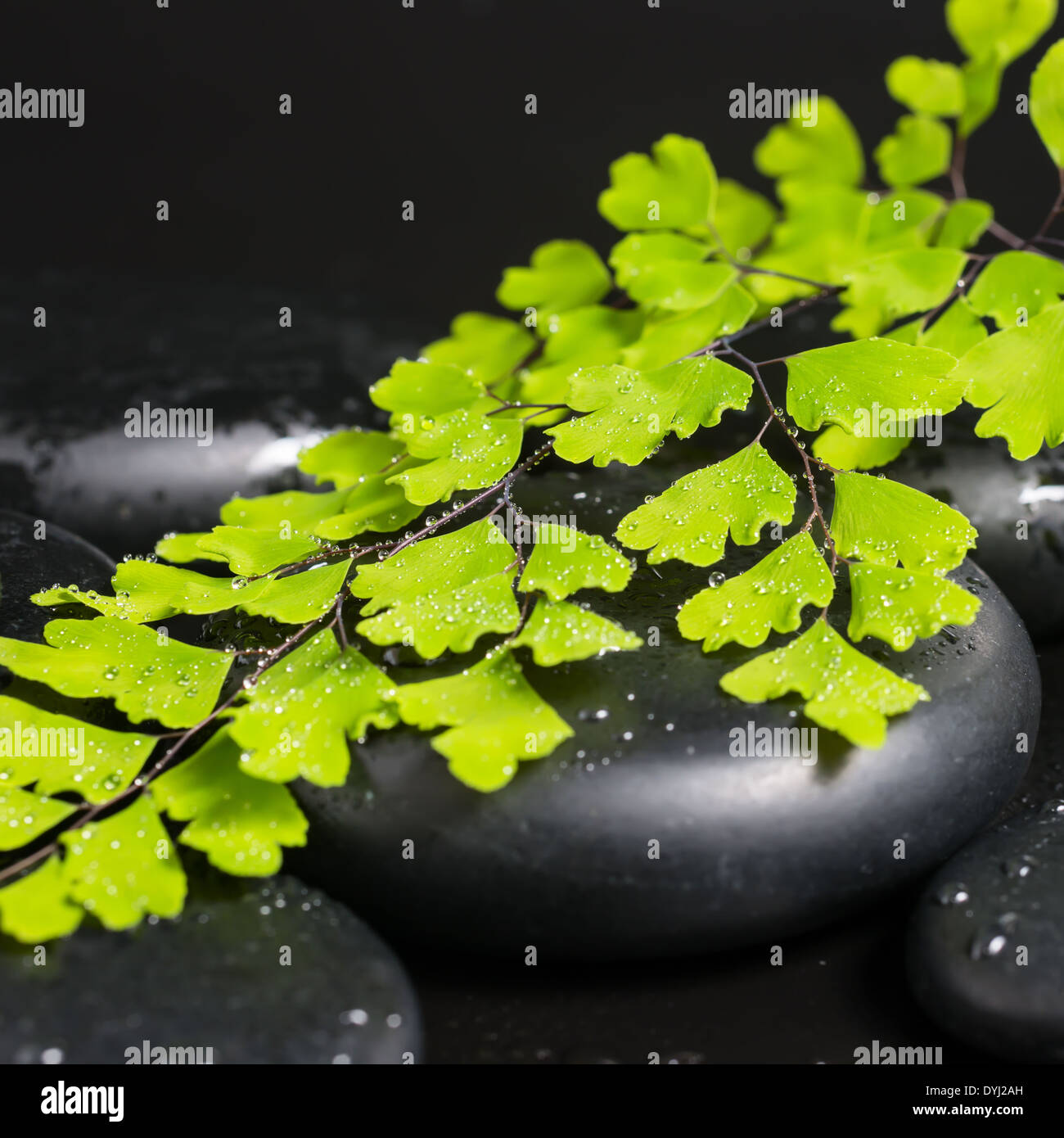 Concepto Spa con rama verde de maidenhair y piedras zen con gotas, closeup Foto de stock