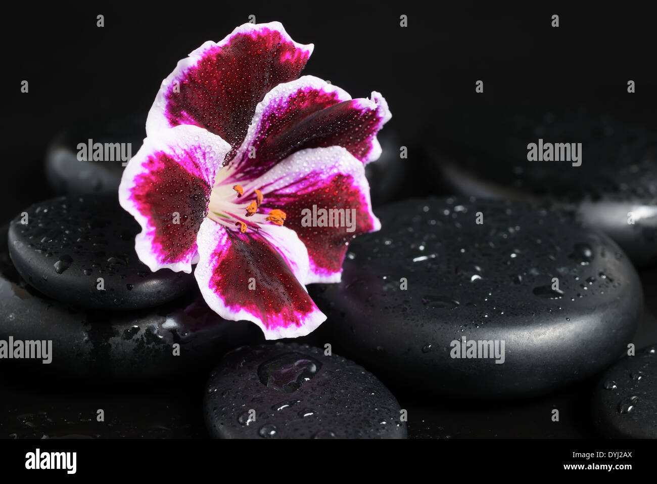 Spa bodegón con hermosas flores de color violeta profundo y zen con piedras cae sobre fondo negro Foto de stock