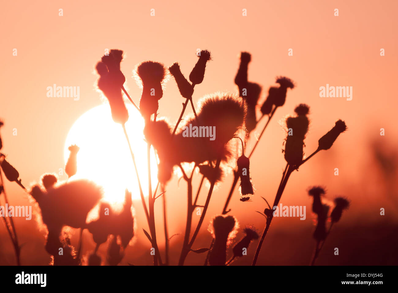 Fondo de pasto de verano de ensueño en un atardecer Foto de stock