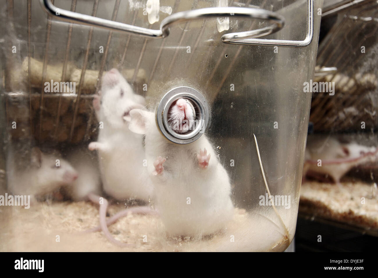 Las ratas de laboratorio blanco en una jaula. Foto de stock