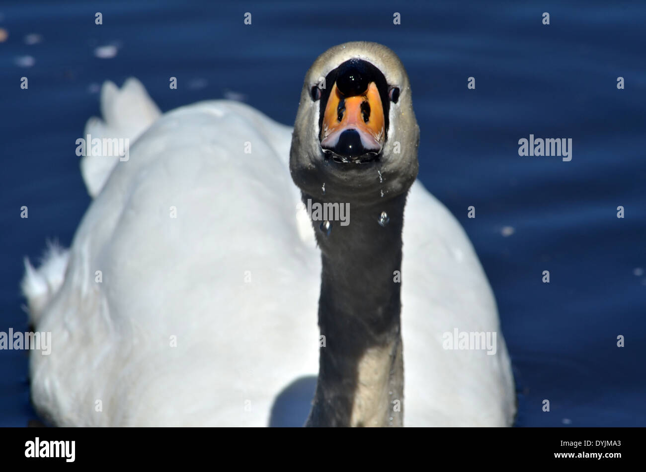 Usted me está mirando? Ángulo inusual para tomar una fotografía de Swan, interesante. Foto de stock