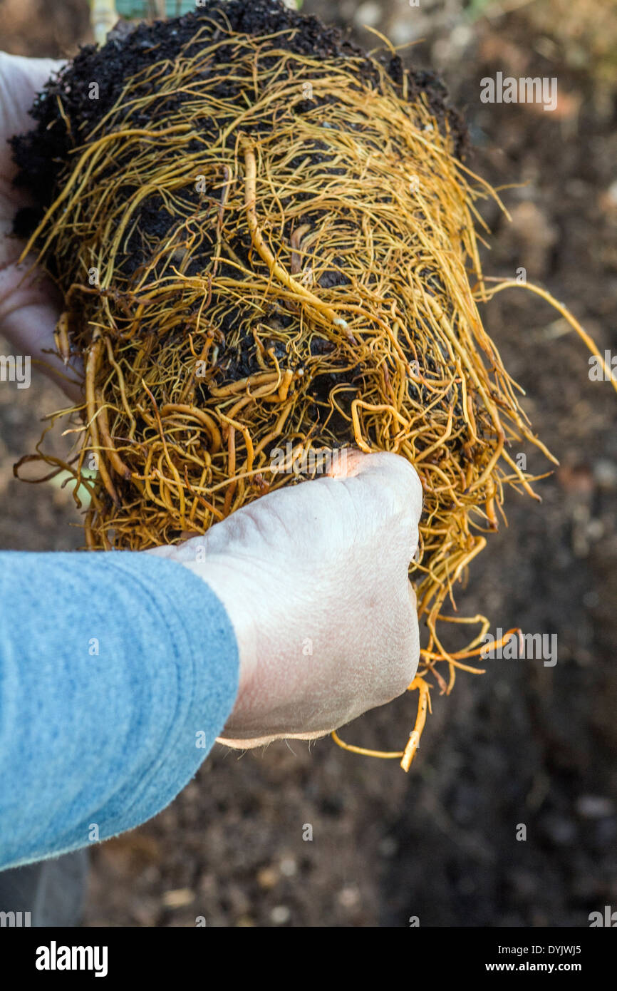 Plantar un Clematis - desentrañar gruesas raíces Foto de stock