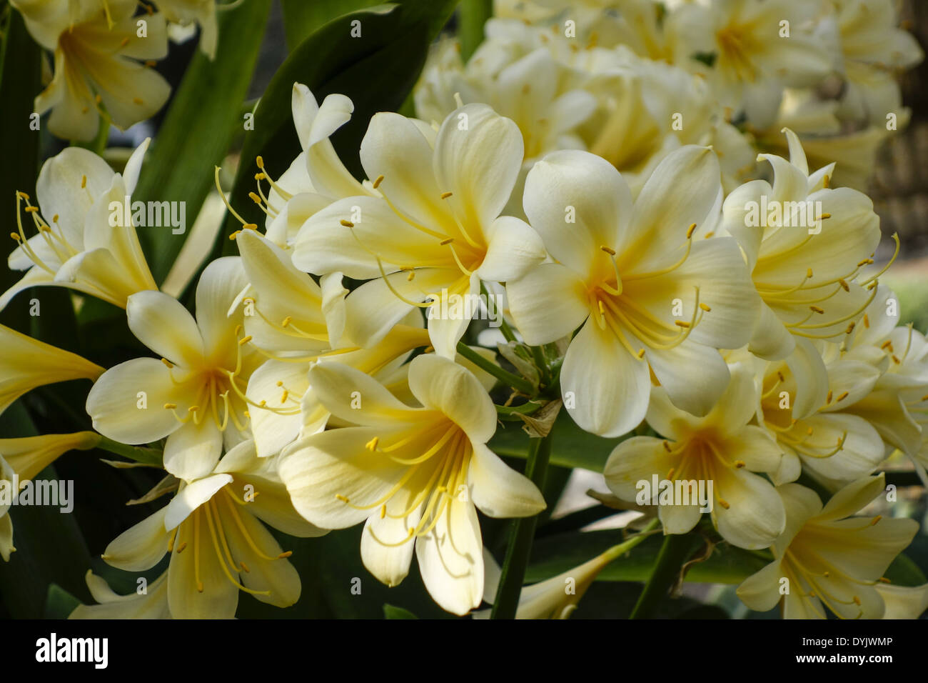 Klivie clivia miniata, Amaryllidaceae, Foto de stock