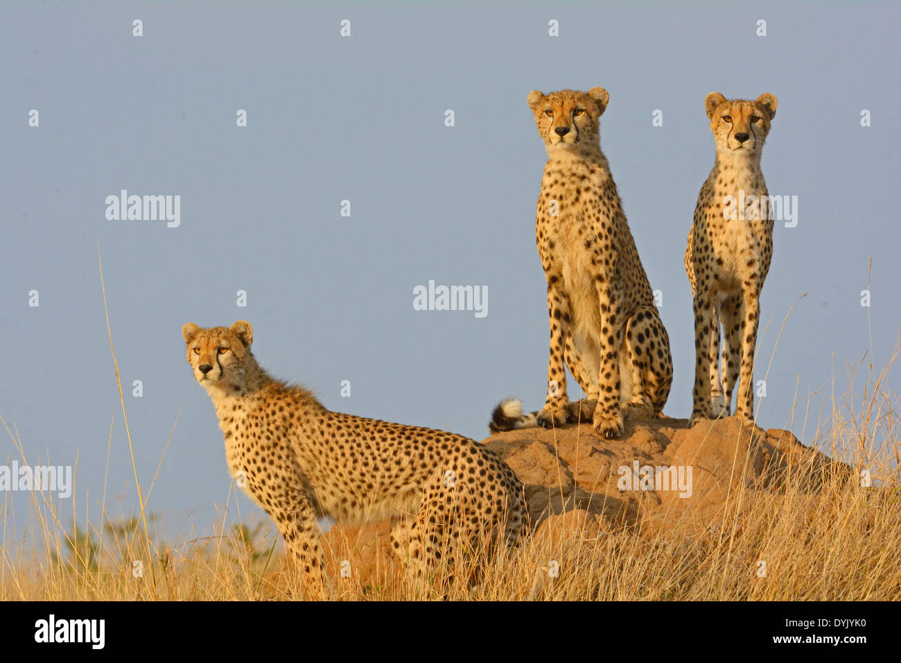 Tres guepardos mirando desde la parte superior de un termitero en Masai Mara Foto de stock