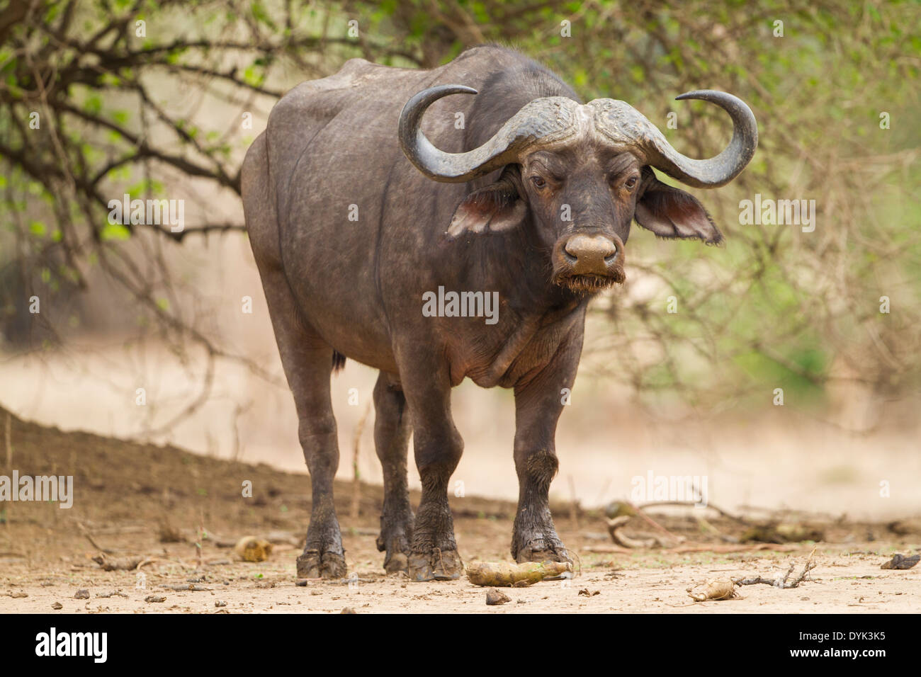 El búfalo africano bull mirando la cámara Foto de stock