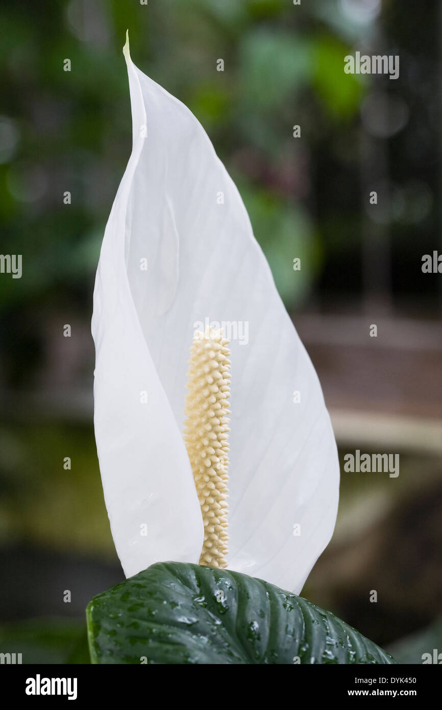 Spathiphyllum spathe. Espatifilo crece en un ambiente húmedo. Foto de stock