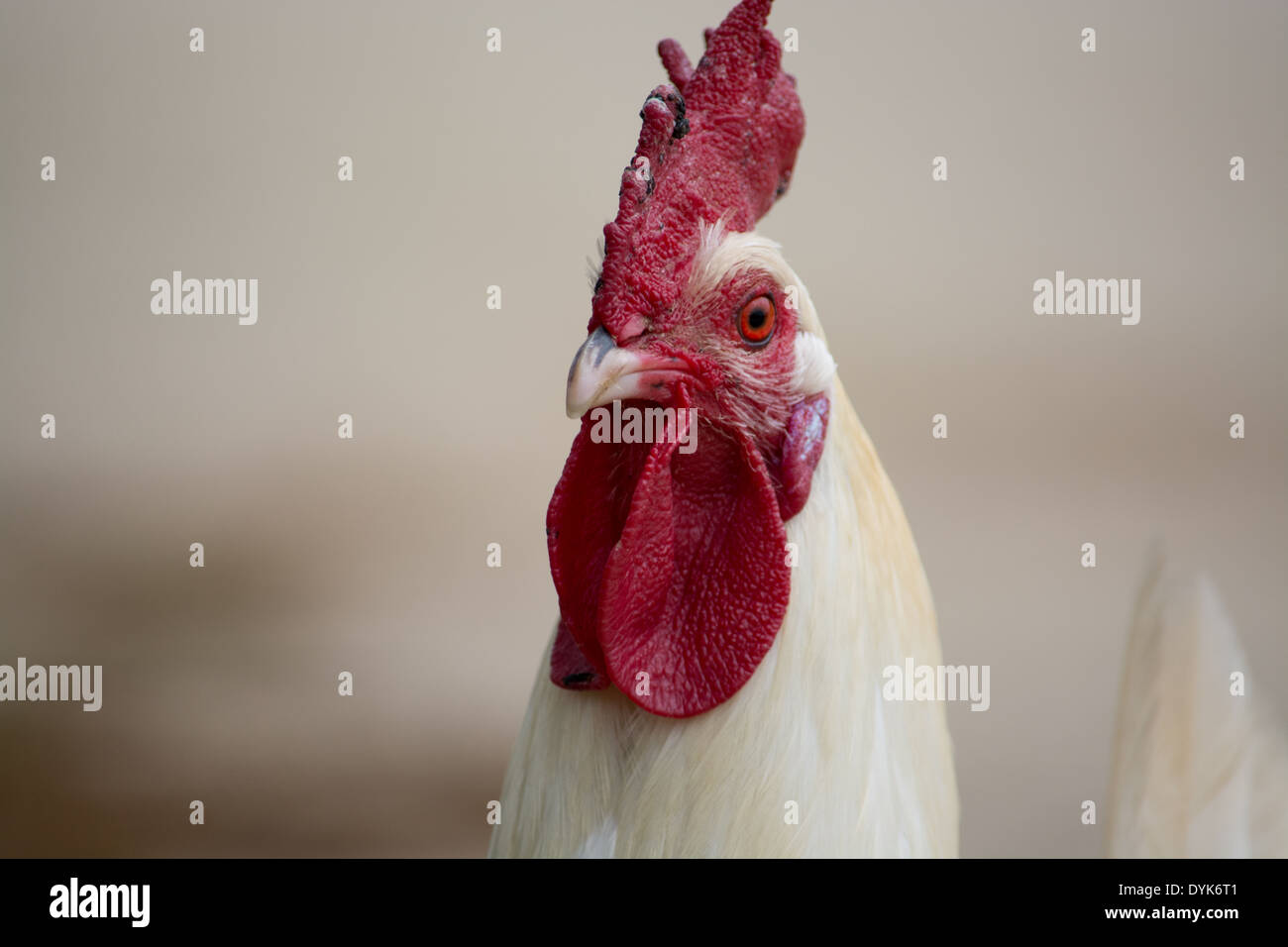 una gallina de pollo Foto de stock