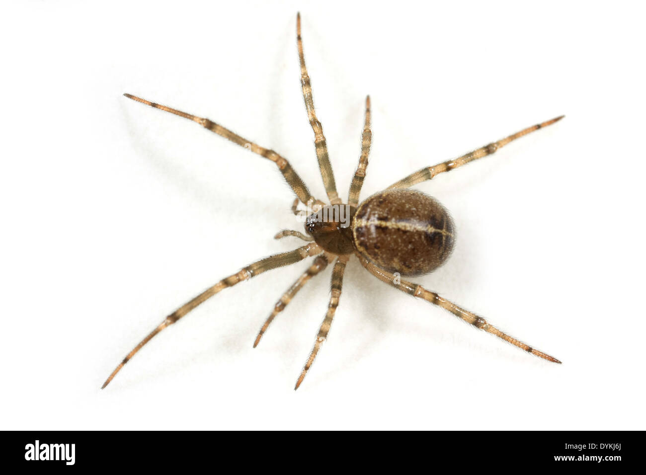 Hembra Steatoda castanea araña, parte de la familia Theridiidae - Telaraña tejedores. Foto de stock
