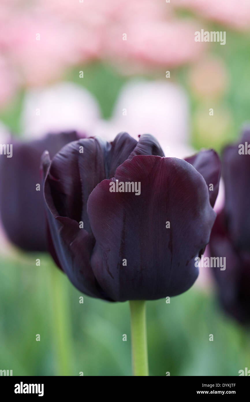 Tulipa 'Paul Scherer" en el jardín. Foto de stock