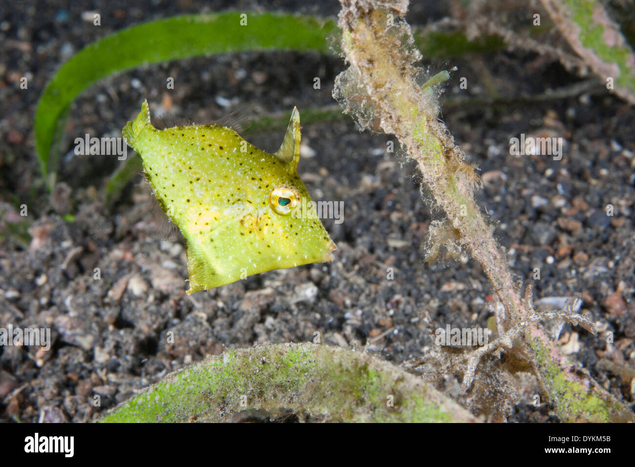 (Filefish Strapweed Pseudomonacanthus macrurus), juvenil escondidos en Strapweed en el estrecho de Lembeh Foto de stock