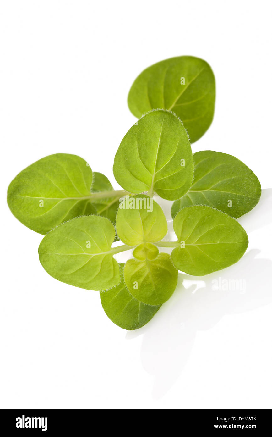 Hojas de mejorana fresca aislado sobre fondo blanco con reflexión