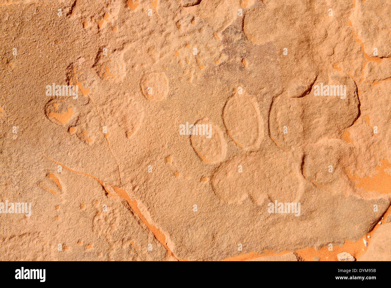 El arte rupestre del Neolítico, o bubaline bubalus período, rock grabado de un león vía, Tadrart, Tassili n'Ajjer Parque Nacional Foto de stock