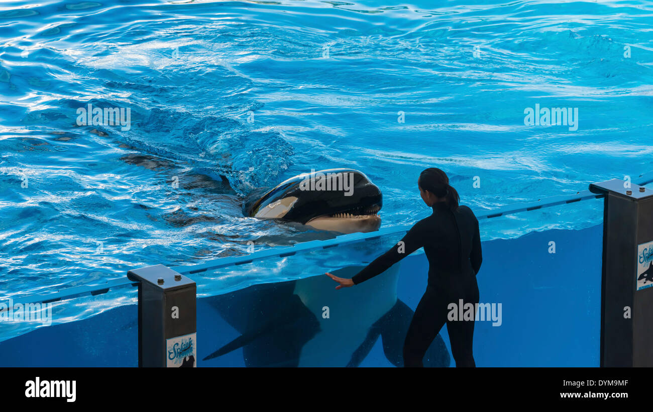 Killer Whale o Orca (Orcinus orca) mirando un cuidador, Orca Show, zoológico Loro Parque, Puerto de la Cruz, Santa Cruz de Tenerife. Foto de stock