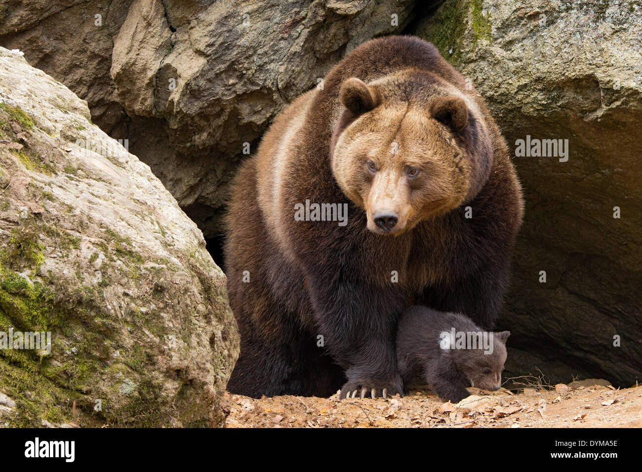 Unión oso pardo (Ursus arctos) madre con cub, 3 meses en cautiverio, alojamiento de animales, el Parque Nacional del Bosque Bávaro, Baviera Foto de stock