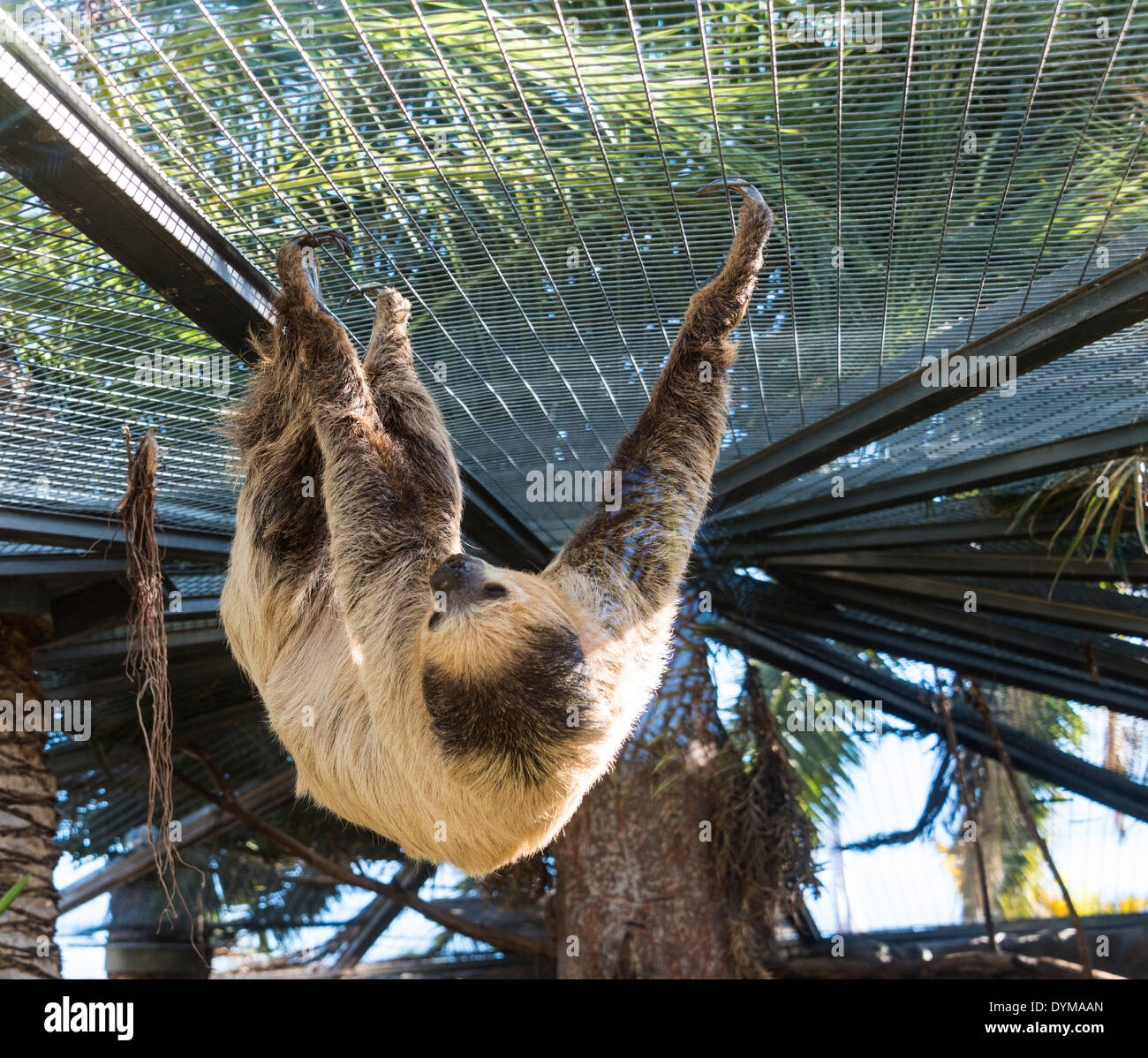 Linneo dos dedos cada sloth (Choloepus didactylus), cautiva Foto de stock