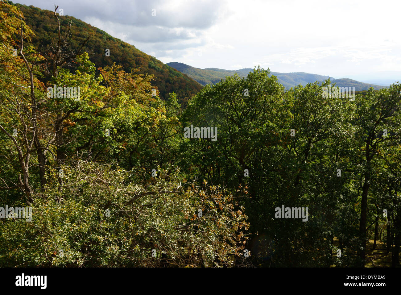 Las colinas cubiertas de bosque en el Parque Nacional Bükki Nemzeti, Hungría Foto de stock