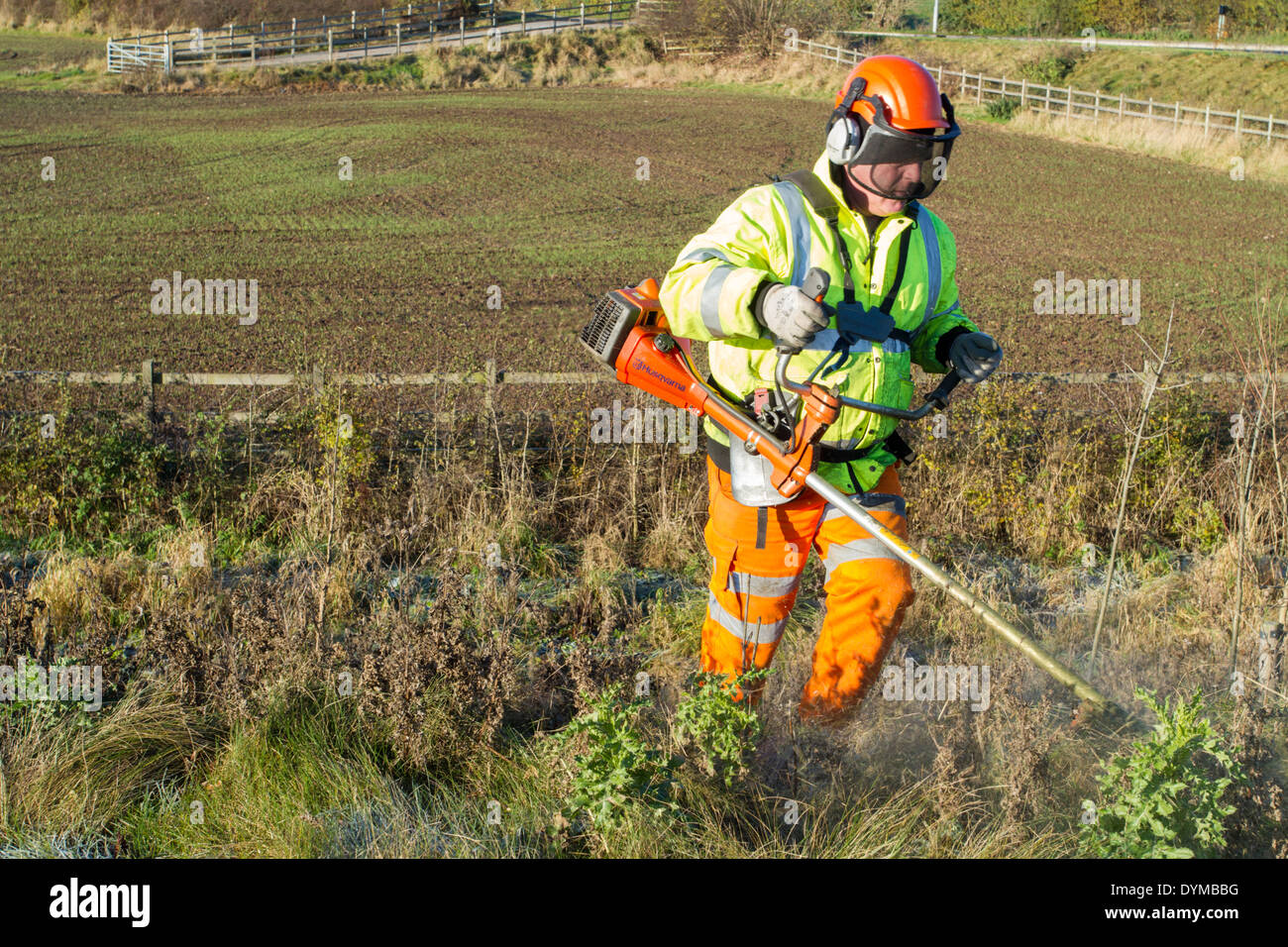 Strimming pasto largo. Hombre utilizando un strimmer y cortando el pasto y la maleza en un camino verge, Nottinghamshire, Inglaterra, Reino Unido. Foto de stock