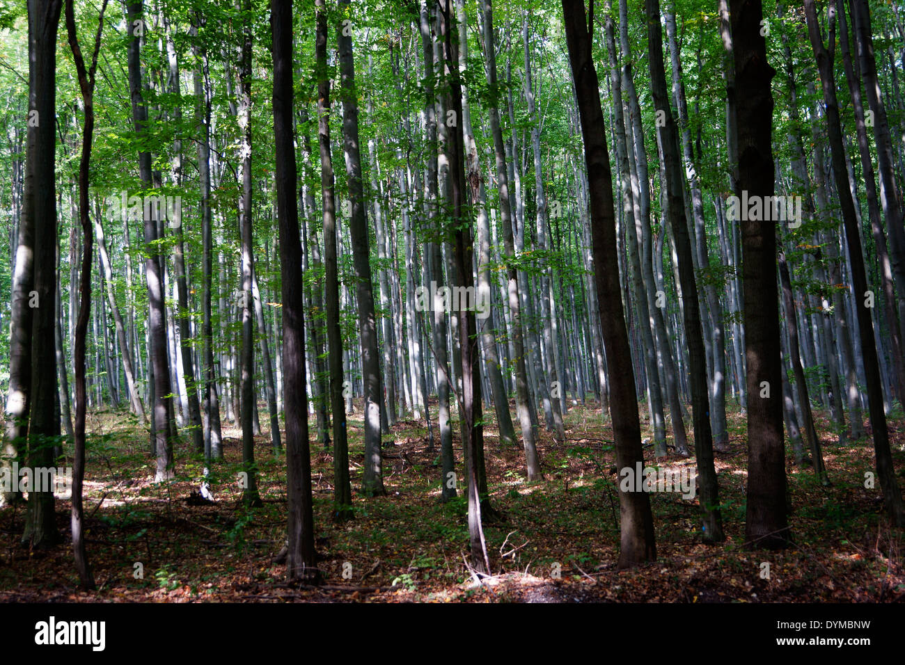 Parque Nacional Bükki Nemzeti, bosque de lenga, NE Hungría Foto de stock