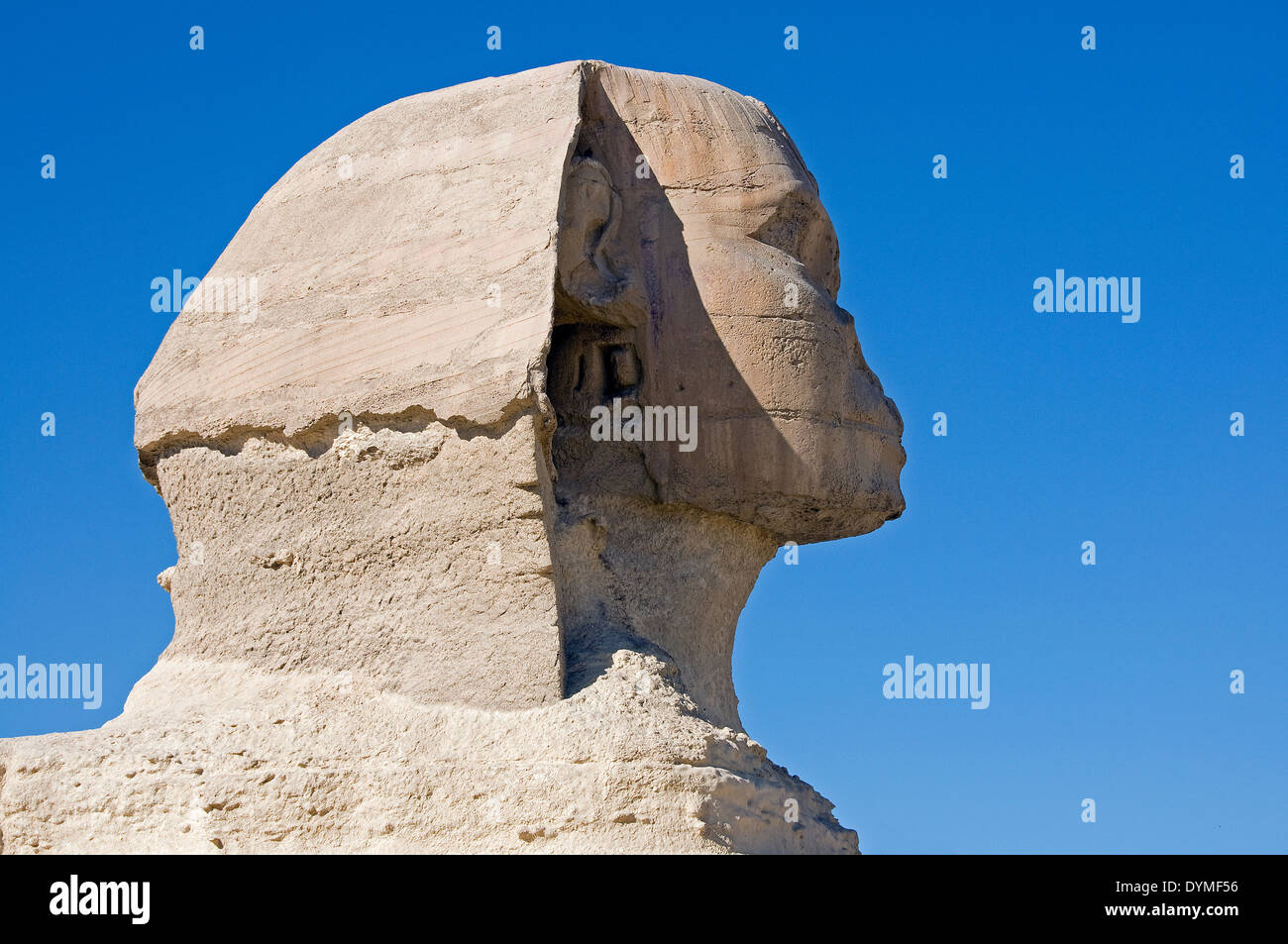 El perfil de la esfinge de Giza, en el altiplano, El Cairo. Foto de stock