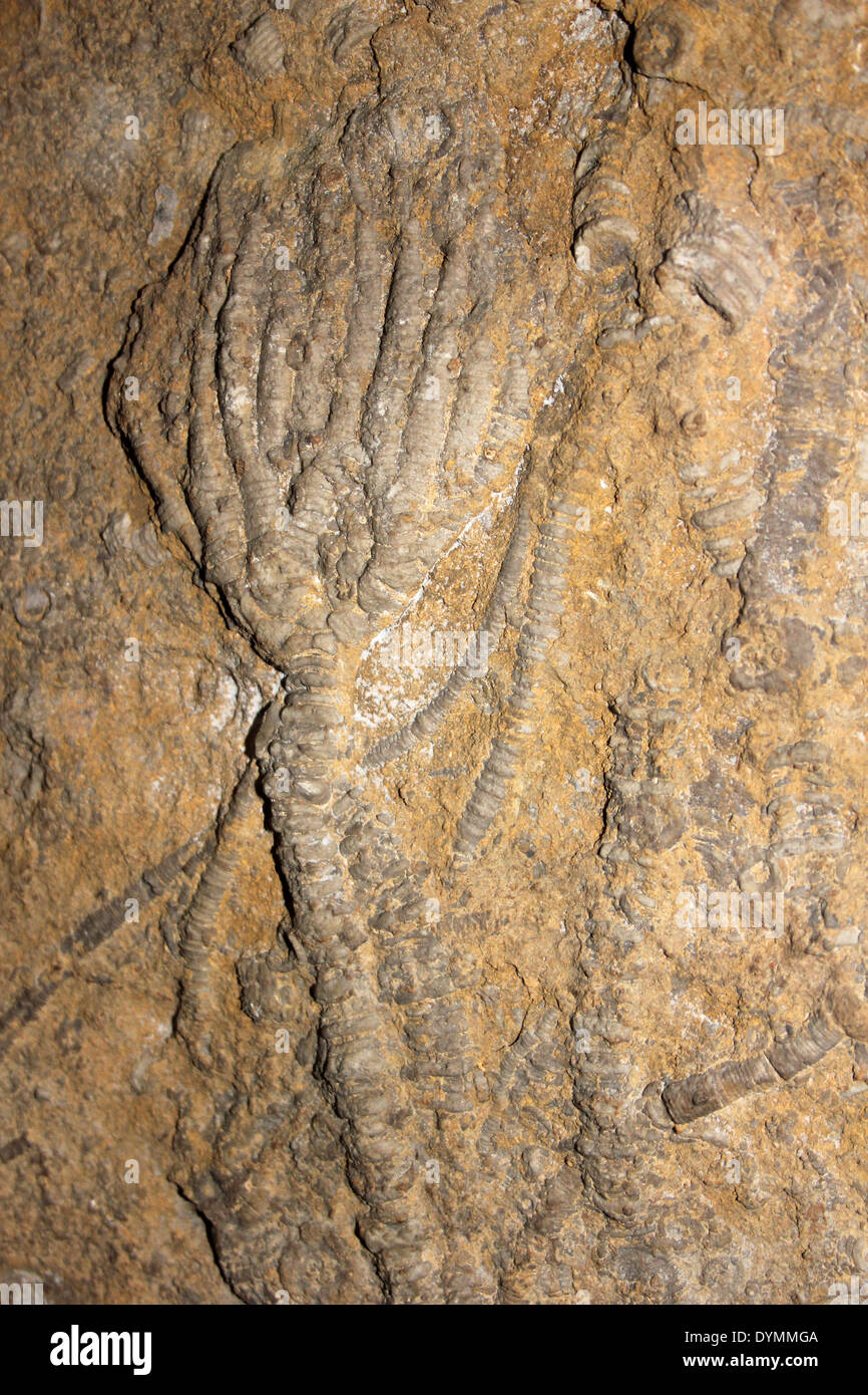 Crinoid Woodocrinus macrodactylus Namurian fosilizados, Upper Carboniferous, Swaledale, North Yorkshire, Reino Unido Foto de stock