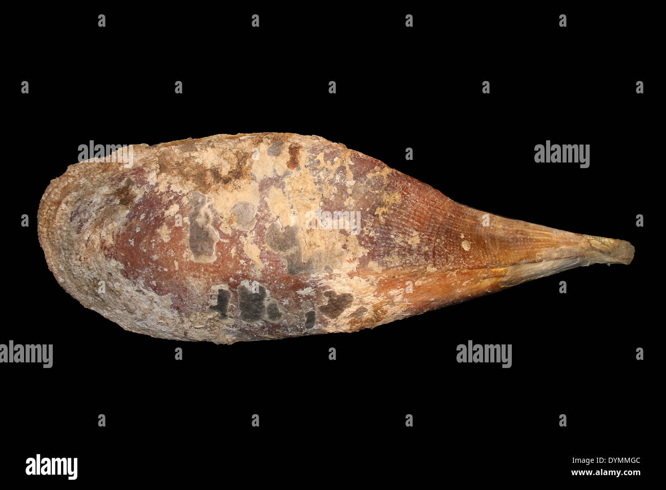 Mejillón ventilador Atrina fragilis - uno de los mayores (de 30 a 48 cm. de largo), Unión de moluscos bivalvos Foto de stock