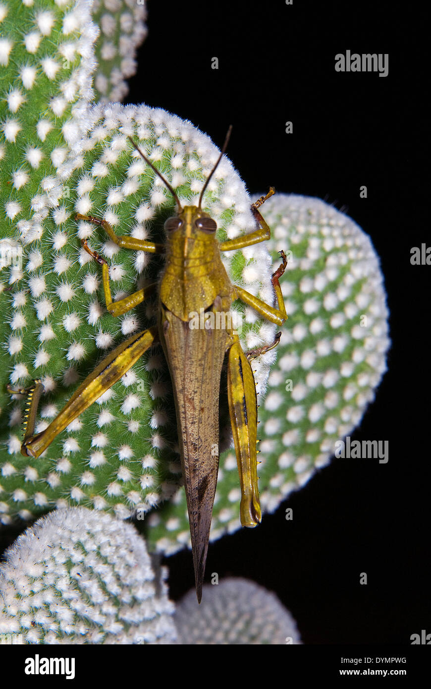 La langosta migratoria (Locusta migratoria) (Tettigoniidae) escondido en una planta grasa (Opuntia microdasys) Foto de stock