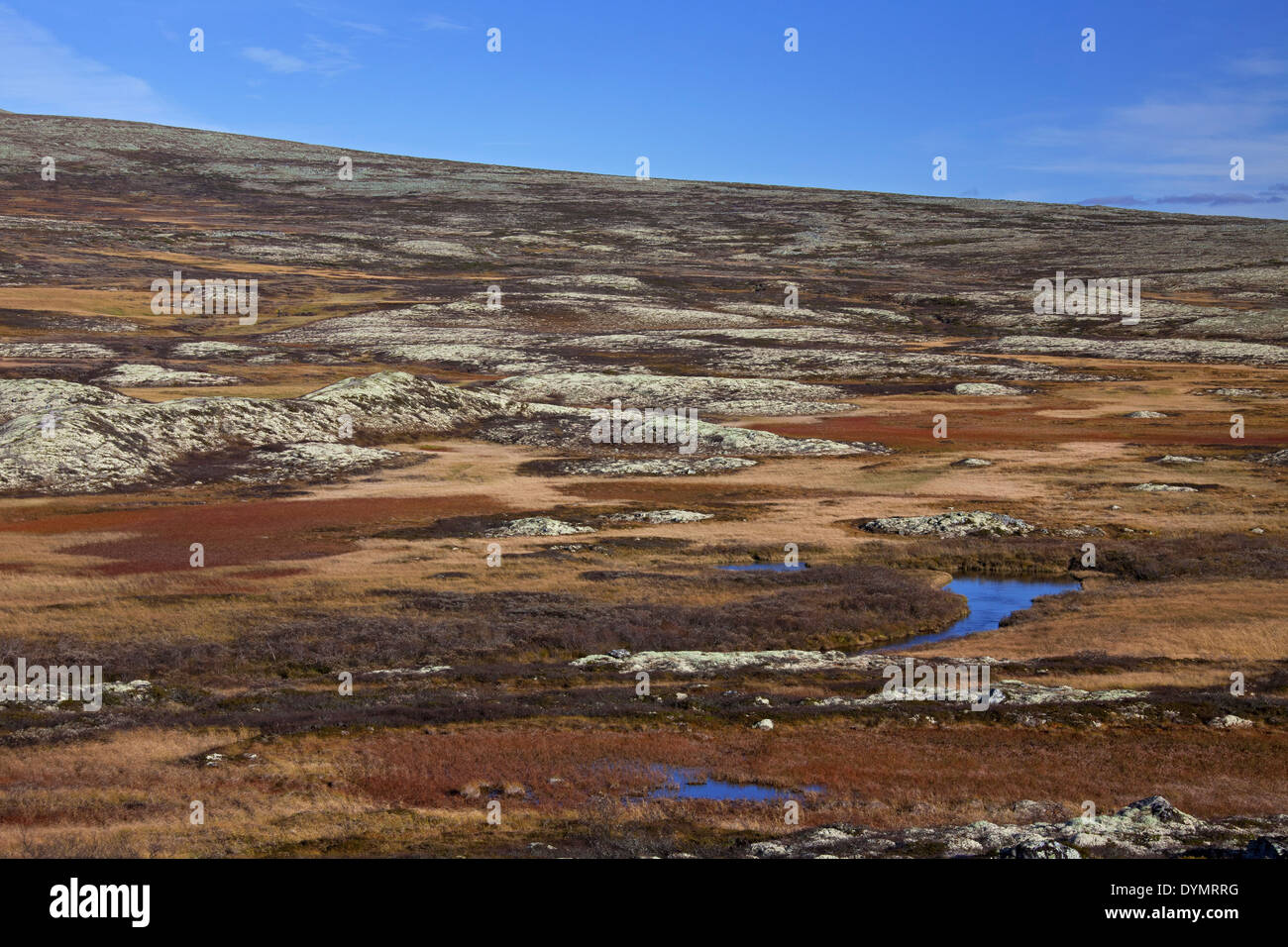 Paisaje de tundra en otoño en el Parque Nacional Rondane, Dovre, Oppland, Noruega Foto de stock