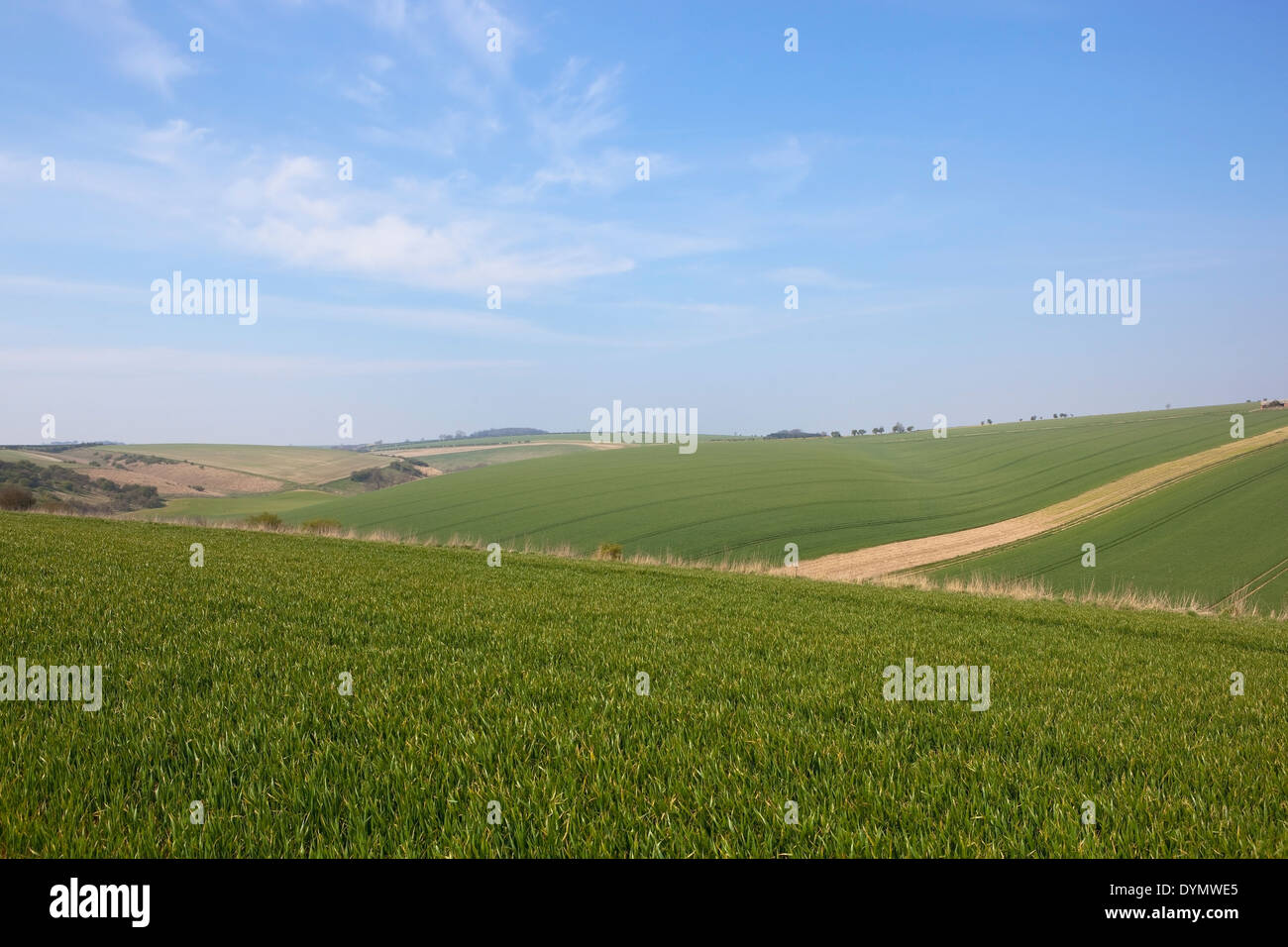 Rolling campos agrícolas plantadas con cultivos de trigo en Burdale en el Yorkshire Wolds, Inglaterra bajo un cielo azul Foto de stock