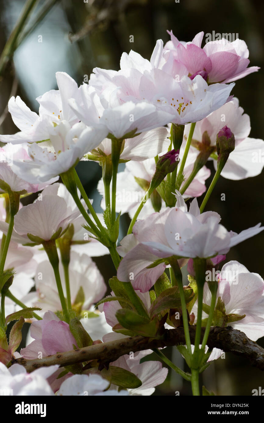 Las flores del cerezo japonés vertical, Prunus 'Amanogawa' Foto de stock
