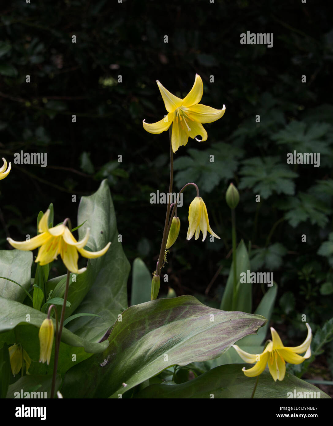 Erythronium dens canis 'Pagoda', este cultivar del diente de perro Violeta tiene flores de color amarillo. Es ideal para sombrear. Foto de stock
