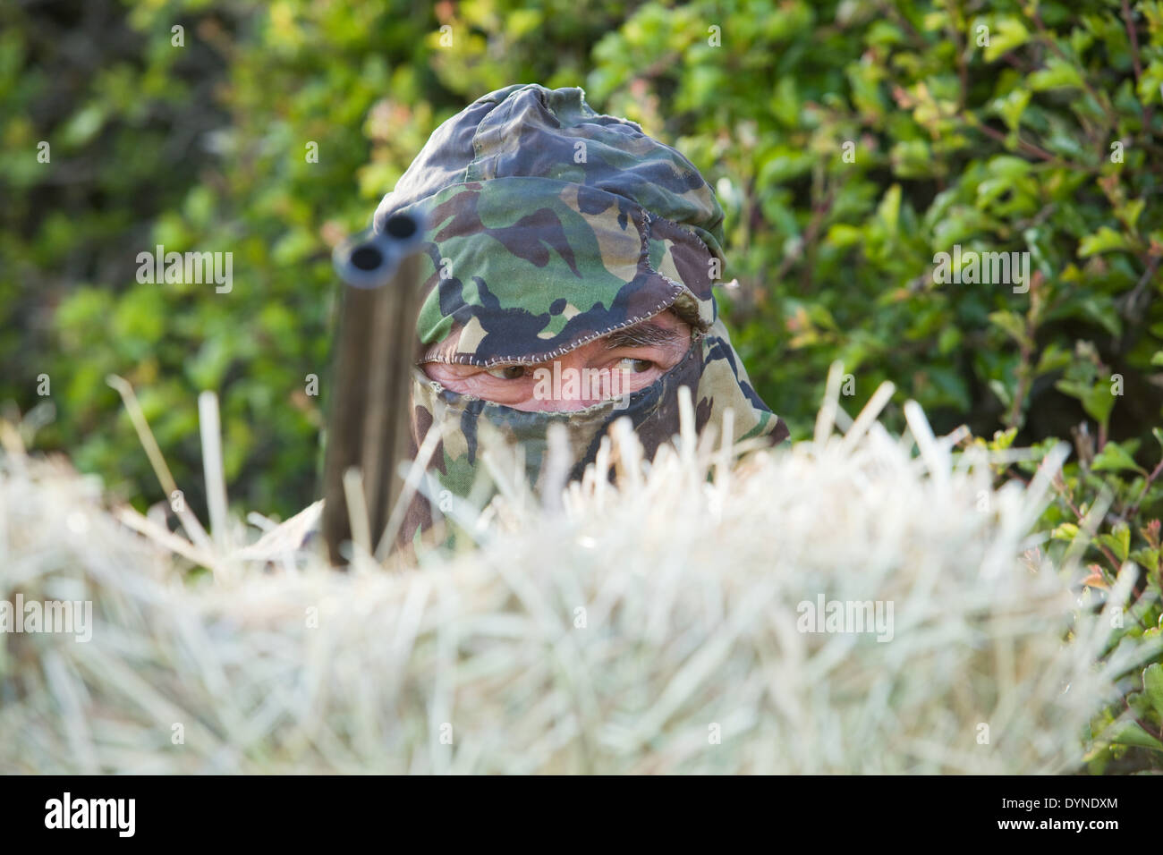 Un hombre vestidos de camuflaje escondiéndose detrás de las balas de paja con una escopeta Foto de stock