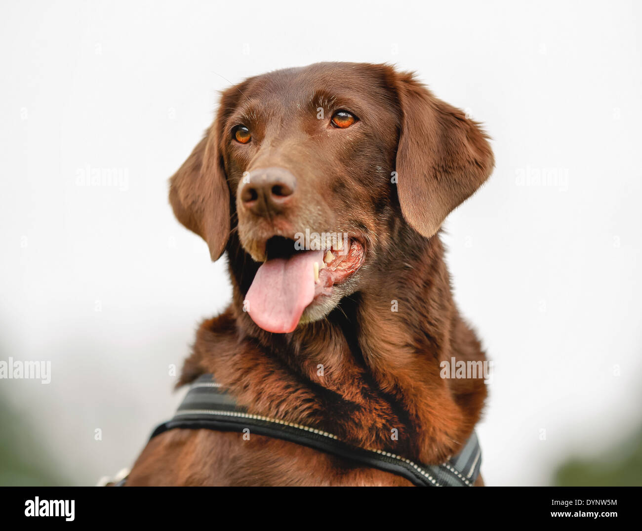 Close-up de pura raza perro labrador de color marrón. Foto de stock