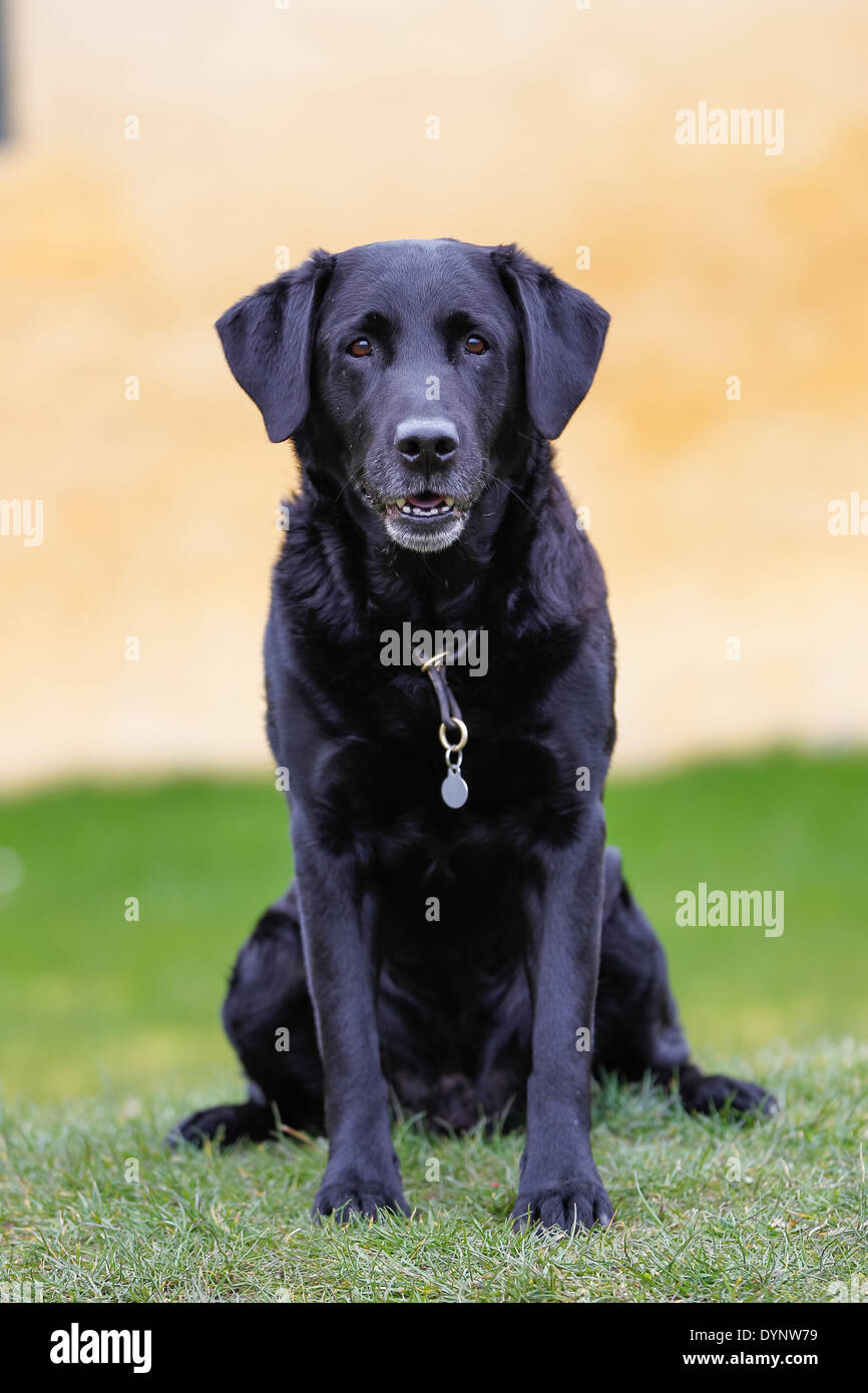 Perro Labrador Retriever pedigree negro con pared de ladrillo de color  amarillo en el fondo Fotografía de stock - Alamy