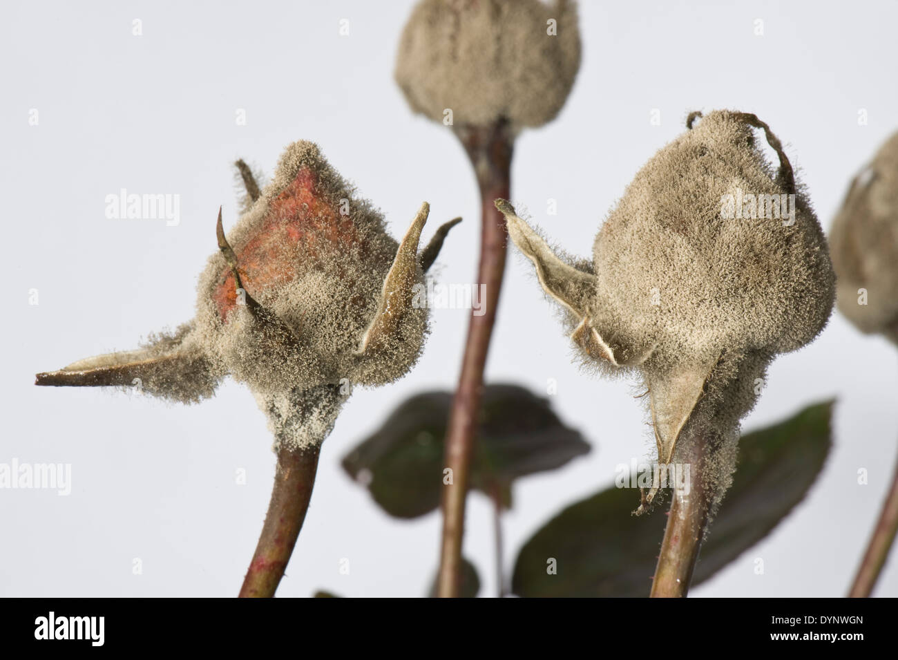 El moho gris, Botrytis cinerea, desarrollo myclium en invernadero criados rose capullos Foto de stock