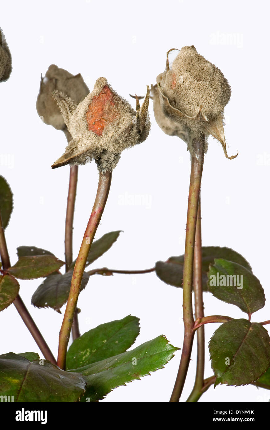El moho gris, Botrytis cinerea, desarrollo myclium en invernadero criados rose capullos Foto de stock
