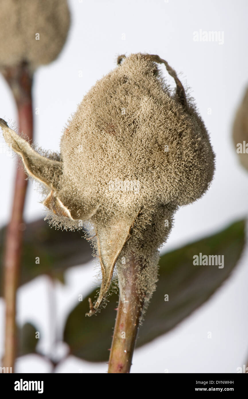 El moho gris, Botrytis cinerea, desarrollo myclium en invernadero criados rose capullos Foto de stock